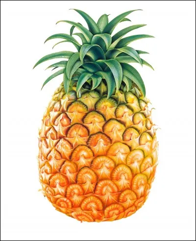 Comment dit-on « ananas » en anglais ?
