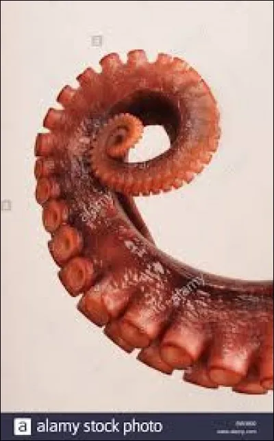On dit ... tentacule !
