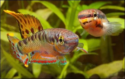 Après le repas, promenade au bord de la rivière pour admirer ces poissons. Ils ont de si belles [na...oires] colorées !