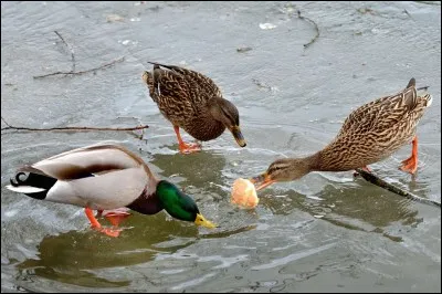 À la fin de la [...ournée], nous rentrons à la maison. J'ai [...eté] un morceau de pain aux canards.