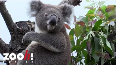 Miraculous : Mon père travaille au zoo. Qui suis-je ?