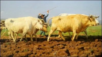 Sa toile la plus célèbre est "Le Labourage nivernais :