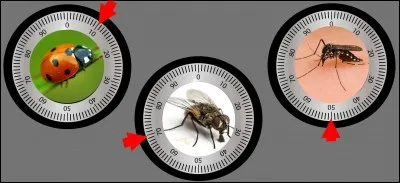 Si je vous dis : Diptère. Quel code vous semble juste ?