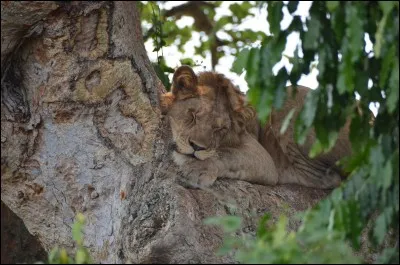 Souvent qualifié de mythe ou légende, il existe pourtant une espèce de lion arboricole, plus petit que ses congénères, il vit principalement :
