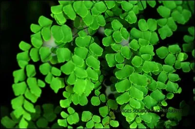 Si je vous dis « Cheveu-de-Vénus », vous répondez :