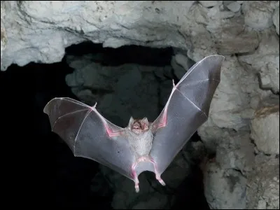 Si je vous dis « Il n'est plus à un cheveu près », vous répondez :