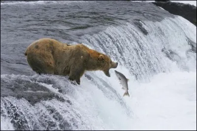 Si je vous dis « Saisir l'occasion aux cheveux », vous répondez :