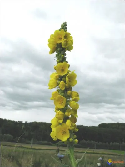 Si je vous dis « Cheveu rebelle », vous répondez :