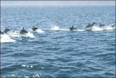 Ce sont des mammif&egrave;res car ils ne peuvent respirer sous l'eau ou allaiter leurs petits. Leurs natures altruistes se voit dans l'aide qu'ils apportent aux bless&eacute;s, aux handicap&eacute;s et parfois &agrave; d'autres esp&egrave;ces comme les humains ou les baleines.Quels sont ces c&eacute;tac&eacute;s qui utilisent les communications acoustiques et non acoustiques pour envoyer des messages ?
