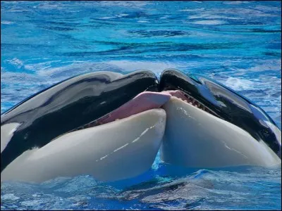 Ce sont des c&eacute;tac&eacute;s noirs et blancs qui vivent dans des groupes familiaux o&ugrave; l'on s'occupe des jeunes et des handicap&eacute;s.Qui sont ces animaux qui ne sont pas des baleines mais de grands dauphins ?