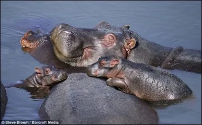 Ce mammif&egrave;re passe ses journ&eacute;es dans l'eau et nage bien. La femelle peut accoucher en eau peu profonde ou sur terre dans un endroit prot&eacute;g&eacute;. Elle d&eacute;fend son petit f&eacute;rocement, contre les grands pr&eacute;dateurs et contre les m&acirc;les. Elle peut &ecirc;tre entour&eacute;e de jeunes d'&acirc;ges diff&eacute;rents : immerg&eacute;e, le petit t&egrave;te sous l'eau.Qui sont ces amphibiens dont les petits utilisent le dos des m&egrave;res pour se reposer ?