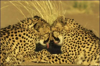 On a droit &agrave; un petit repos quand on est le mammif&egrave;re le plus rapide sur terre. Ils ont un corps d'athl&egrave;te, svelte (le poids des m&acirc;les n'est que 50 kg) et muscl&eacute;, pattes longues et fines. Les membres d'une m&ecirc;me fratrie peuvent demeurer plusieurs mois ensemble et il n'y a pas d'infanticide chez eux.Quel est ce f&eacute;lid&eacute; qui a 2 traces noires partant des yeux ?