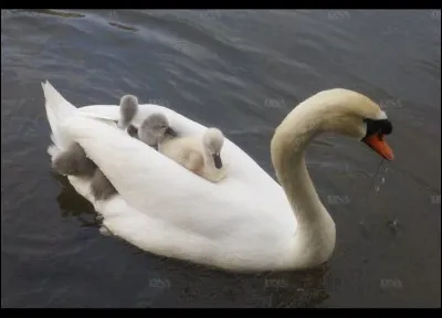 Depuis la mort de leur maman, c'est le m&acirc;le, dont la bosse au-dessus du bec est plus grande, qui s'occupe d&eacute;sormais seul, aussi bien qu'il le peut, des 3 petits.Nommez l'oiseau que l'on voit ici &agrave; l'oeuvre ?