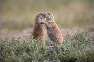 La l&eacute;gende de la photo dit qu'ils s'&eacute;treignent. Selon National Geographic, ces adorables rongeurs sont tr&egrave;s sociaux : ils construisent de vastes habitations souterraines &eacute;quip&eacute;es d'espaces s&eacute;par&eacute;s pour dormir, aller &agrave; la salle de bain et pour les cr&egrave;ches.Qui sont ces animaux qui gr&acirc;ce &agrave; leurs &eacute;corces courtes, peuvent se transmettre des informations pr&eacute;cises (taille, esp&egrave;ce) sur un pr&eacute;dateur ?