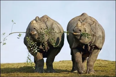 Le m&acirc;le est plut&ocirc;t solitaire mais la femelle est plus sociable, sans se laisser facilement approcher. Une fois qu'il se sera form&eacute;, malgr&eacute; les difficult&eacute;s, le couple va r&eacute;sister quelques jours, voire quelques semaines. On peut alors voir les 2 mammif&egrave;res placentaires se d&eacute;placer et se nourrir ensemble, comme ici quand ils partagent la m&ecirc;me branche. Nommez cette esp&egrave;ce en voie de disparition ?