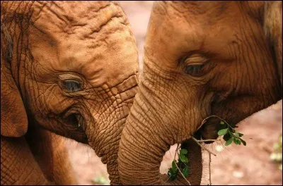Ils sont reconnus pour leur intelligence, leur m&eacute;moire prodigieuse et leurs liens familiaux profonds, ceci au sein d'un clan matriarcal structur&eacute;. Ils sont affect&eacute;s lors du d&eacute;c&egrave;s d'un proche et affichent souvent ce qui ressemblent &agrave; des &eacute;motions proches des n&ocirc;tres.Nommez ces pachydermes qu'on a photographi&eacute; ici &agrave; Nairobi au Kenya et qui semblent avoir un moment de tendresse ?
