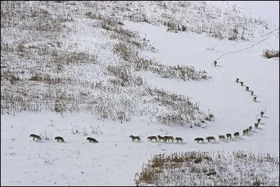Cette photo repr&eacute;sente une meute dans le parc national Wood Buffalo. Celui qui ouvre la piste est naturellement un animal puissant parce qu'il tape le chemin dans la neige, sans perdre le rythme. Le dernier prot&egrave;ge les arri&egrave;res. Le peloton se d&eacute;place au rythme des a&icirc;n&eacute;s et s'entraide, se surveille.Nommez cet animal :