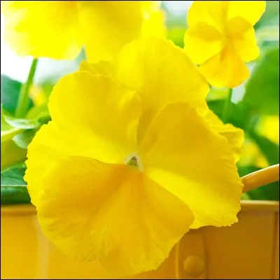 Lequel de ces mots signifie "jaune" ?