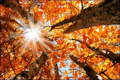 Quelle saison de l'année est "Autumn" ?