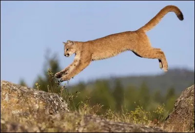 Sur cette photo, on peut voir une panthère noire.