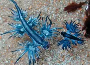 Quiz Le vrai/faux des animaux