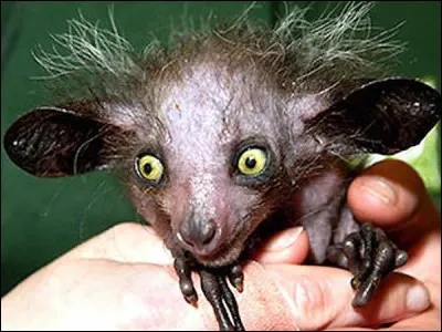 Cet animal est-il un monstre de film d'horreur ou un véritable animal ?