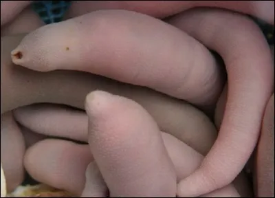 Est-ce une salade de zizis ou un banc de poissons ?