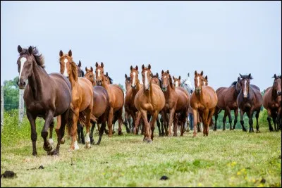 Quel cheval Veronica Di Angelo monte-t-elle aussi dans la série ?