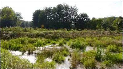 Quel type de terrain est recouvert d'eau pendant la majorité ou la totalité de l'année ?