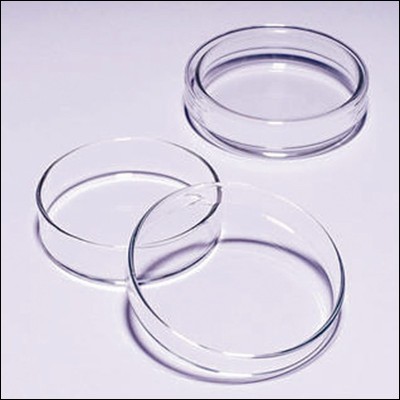 Comment s'appelle la boîte cylindrique peu profonde, en verre ou en plastique, utilisée pour la culture et l'étude des bactéries ?