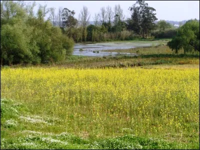Dans quel pays actuel la civilisation nabatéenne s'était-elle implantée ?