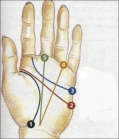 Parmi les lignes de la main, quelle est la ligne n° 2 ?