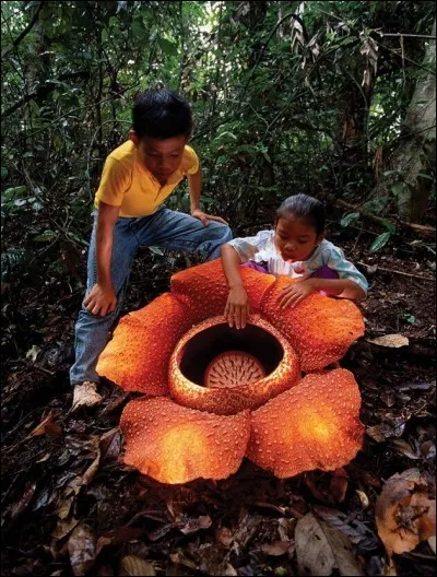 Quel est le nom populaire de la rafflesia arnoldii, la plus grosse fleur du monde ?