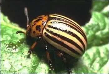 Quel coloptre parasite dvore les feuilles de pommes de terre ?