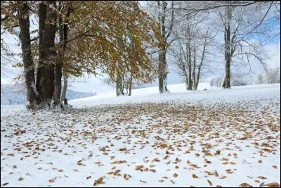Qui a écrit "La Neige était sale" dont l'action se déroule sur fond de guerre et de prostitution durant l'occupation ?