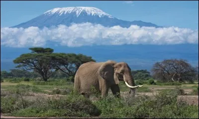 Qui a écrit le livre "Les Neiges du Kilimandjaro" ?