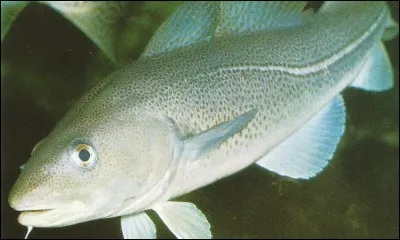 Ce poisson peut porter le nom de "stockfish" : c'est...