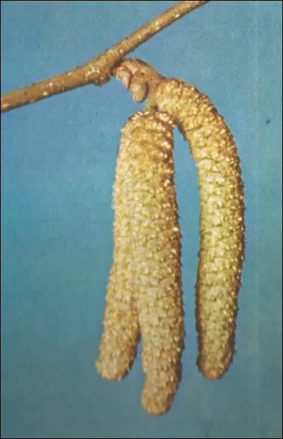 Ces "chatons" sont ceux d'un...