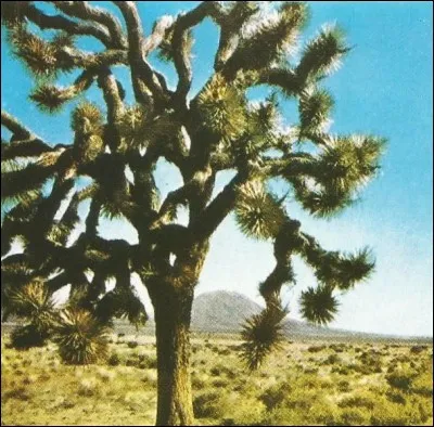 Quelle plante est aussi appelée "arbre de Jessé" ?