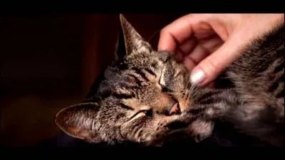 Quand un chat ronronne, qu'est-ce que ça signifie ?