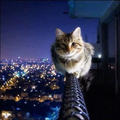 Un chat aime beaucoup être en hauteur :