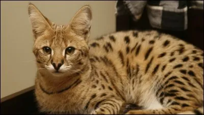 Combien vaut ce chat ?