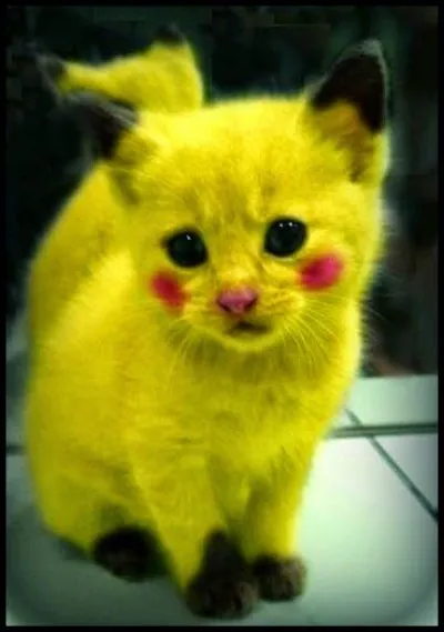 Cette race de chat existe vraiment :