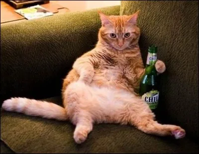 Les chats boivent-ils de la bière ?