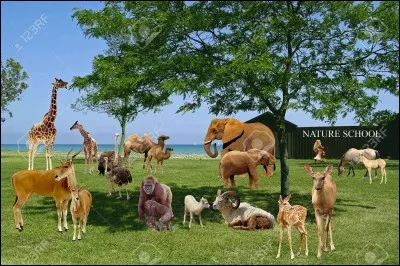 Ton animal pr&eacute;f&eacute;r&eacute; est le...