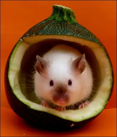 Pour trouver le nom de ce conte, il faut rouler carrosse !