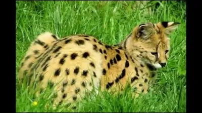 Cet animal est-il d'une espèce protégée ?