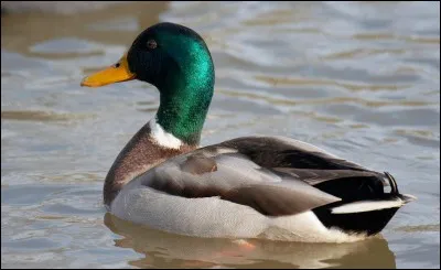 Quel est ce drôle d'animal ?