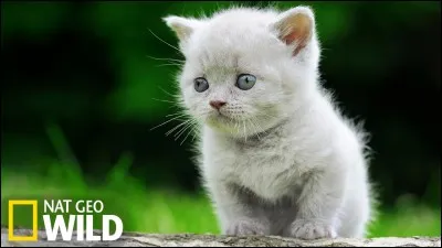 Cet animal est-il domestique ou bien sauvage ?