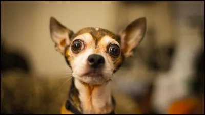 Quel est ton animal préféré ?